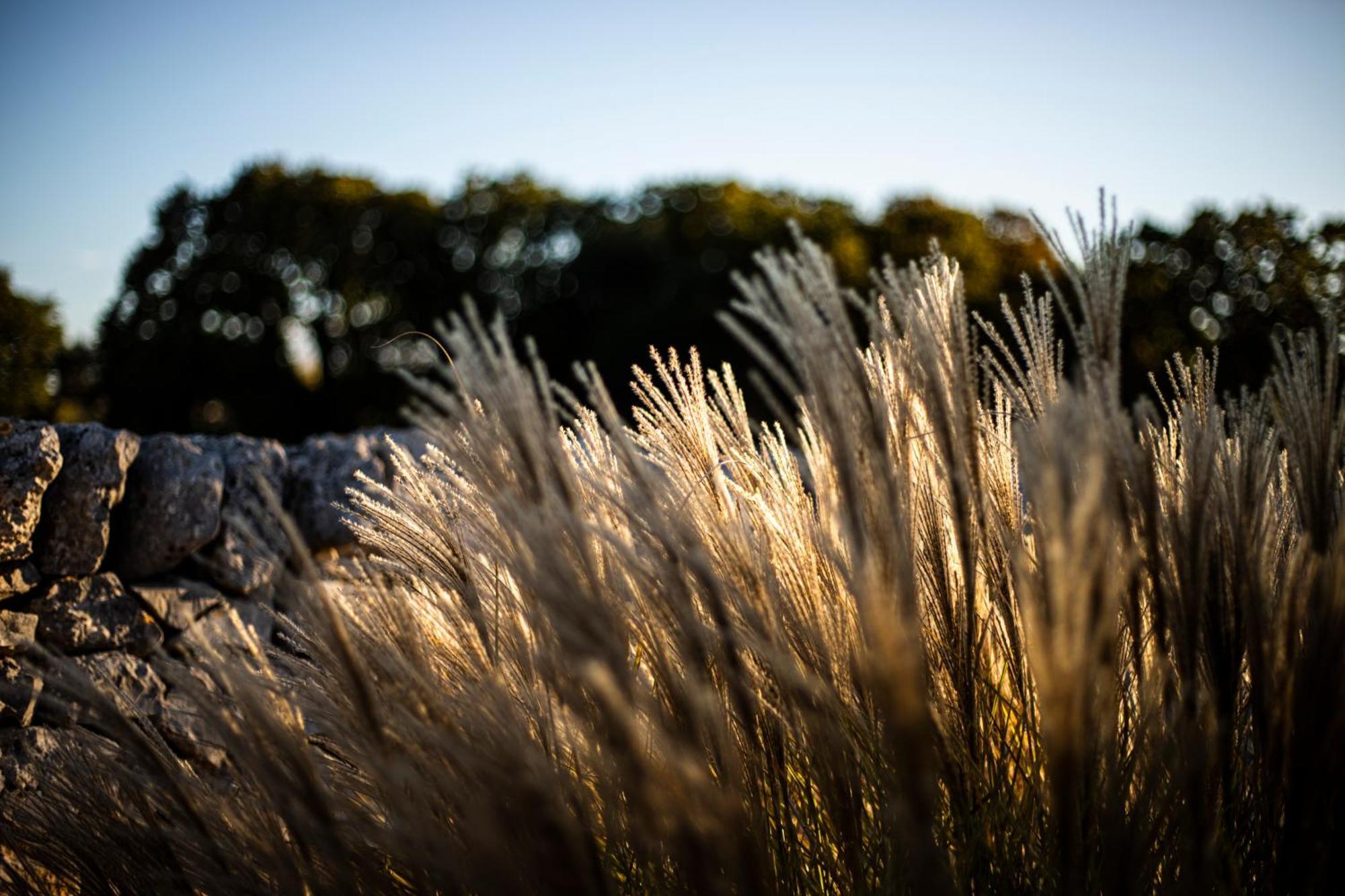 Masseria Del Crocifisso بولينيانو آ ماري المظهر الخارجي الصورة